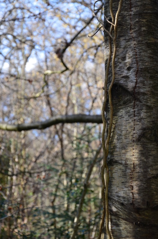 2018-02-11 Crystal Palace/DSC_0155.JPG